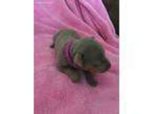 Miniature Pinscher Puppy for sale in Culver, IN, USA