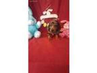 Dachshund Puppy for sale in Blanchester, OH, USA