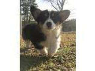 Pembroke Welsh Corgi Puppy for sale in Summerville, GA, USA