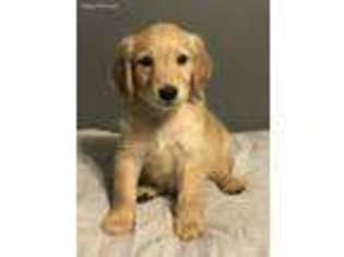 Goldendoodle Puppy for sale in Albertville, AL, USA