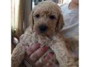 Labradoodle Puppy for sale in HAMDEN, CT, USA