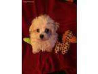 Maltese Puppy for sale in Wellsboro, PA, USA