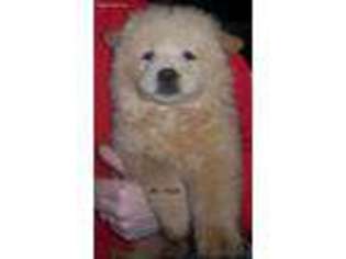 Chow Chow Puppy for sale in Kronenwetter, WI, USA