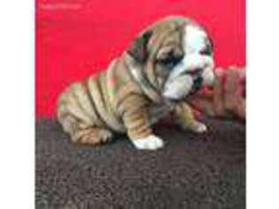 Bulldog Puppy for sale in Orlando, FL, USA