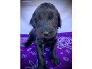 Labradoodle Puppy for sale in Morristown, AZ, USA
