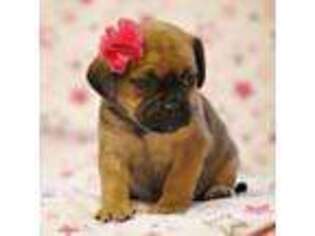 Puggle Puppy for sale in Dunnville, KY, USA