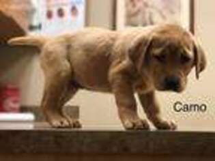 Labrador Retriever Puppy for sale in Athens, TX, USA