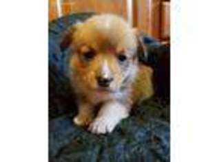 Pembroke Welsh Corgi Puppy for sale in Hull, IA, USA