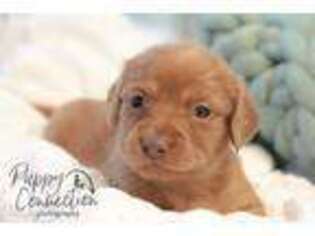 Dachshund Puppy for sale in Millersburg, IN, USA