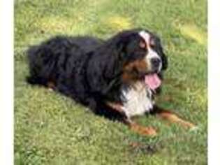 Bernese Mountain Dog Puppy for sale in Jefferson, OH, USA