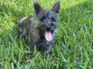 Cairn Terrier Puppy for sale in Houston, TX, USA