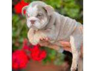 Bulldog Puppy for sale in Temecula, CA, USA