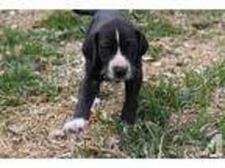 Great Dane Puppy for sale in STOCKDALE, TX, USA