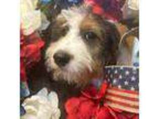 Mutt Puppy for sale in Litchfield Park, AZ, USA