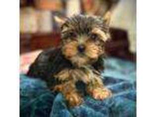 Yorkshire Terrier Puppy for sale in Enid, MS, USA