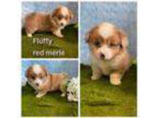 Pembroke Welsh Corgi Puppy for sale in Newton, IA, USA