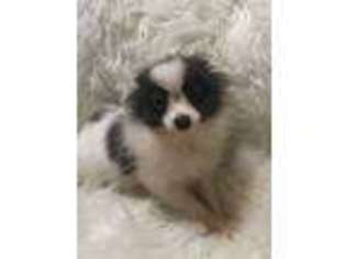 Pomeranian Puppy for sale in Sawyer, OK, USA