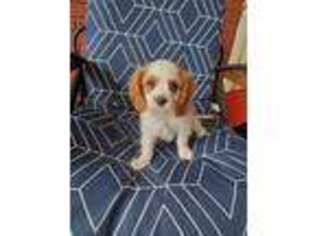 Cavalier King Charles Spaniel Puppy for sale in Hamilton, AL, USA