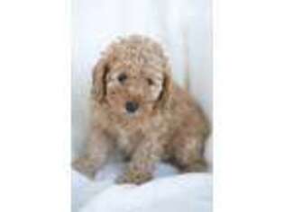 Goldendoodle Puppy for sale in Oak Ridge, TN, USA