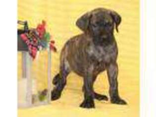Great Dane Puppy for sale in Manheim, PA, USA