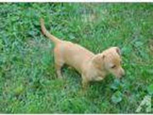 Dachshund Puppy for sale in WINSTON SALEM, NC, USA