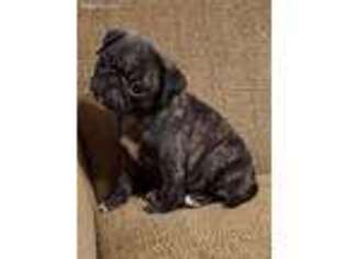 Pug Puppy for sale in Marinette, WI, USA