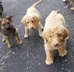 Labradoodle Puppy for sale in Clermont, IA, USA