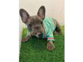 French Bulldog Puppy for sale in Kathleen, FL, USA