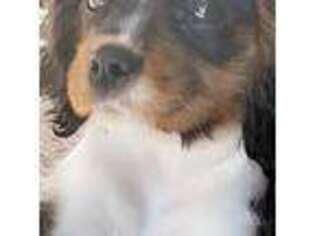 Cavalier King Charles Spaniel Puppy for sale in Lynn, MA, USA