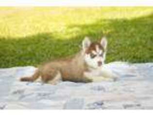 Siberian Husky Puppy for sale in El Dorado, AR, USA