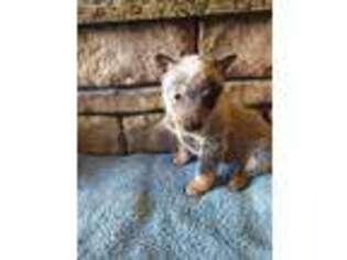 Australian Cattle Dog Puppy for sale in Rineyville, KY, USA