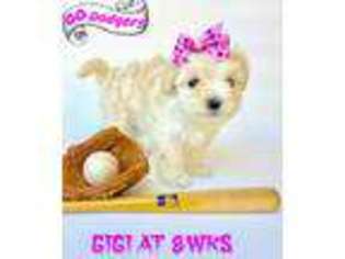 Maltese Puppy for sale in Atwater, CA, USA