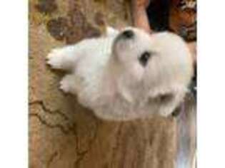 American Eskimo Dog Puppy for sale in Placerville, CA, USA