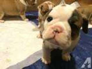 Bulldog Puppy for sale in RICHLANDS, NC, USA