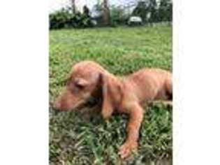 Dachshund Puppy for sale in Copiague, NY, USA