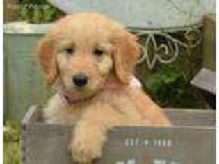 Goldendoodle Puppy for sale in Covington, LA, USA