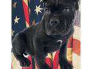 Cane Corso Puppy for sale in Archie, MO, USA