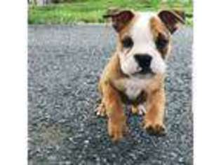Bulldog Puppy for sale in Collinsville, VA, USA