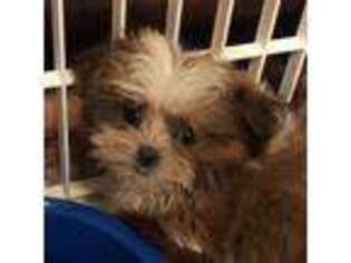 Mal-Shi Puppy for sale in Metairie, LA, USA