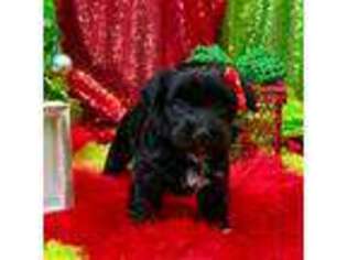 Havanese Puppy for sale in Mustang, OK, USA