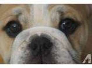 Bulldog Puppy for sale in NICHOLLS, GA, USA