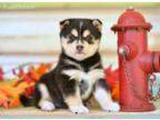 Alaskan Klee Kai Puppy for sale in Neosho, MO, USA