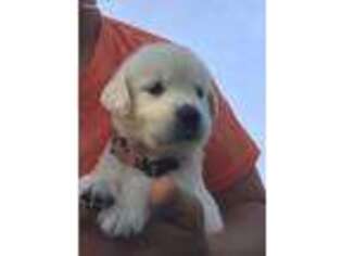 Mutt Puppy for sale in Eldorado, OH, USA