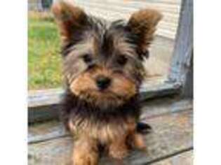 Yorkshire Terrier Puppy for sale in Birnamwood, WI, USA