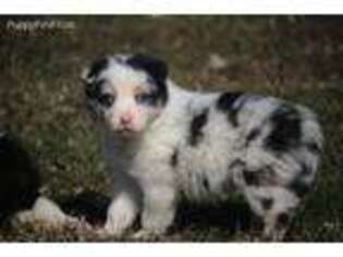 Border Collie Puppy for sale in Grand Rapids, MI, USA