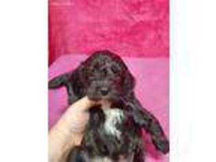 Cavapoo Puppy for sale in Locust, NC, USA