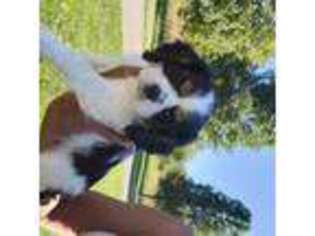 Cavalier King Charles Spaniel Puppy for sale in Alto, MI, USA