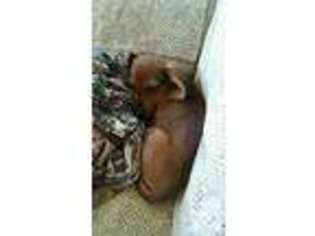 Dachshund Puppy for sale in BIGLERVILLE, PA, USA