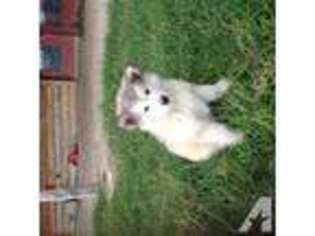 Alaskan Malamute Puppy for sale in SULPHUR SPRINGS, TX, USA