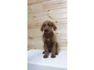 Labradoodle Puppy for sale in Dornsife, PA, USA